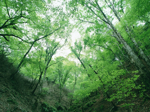 39376 (a): :1600x1200